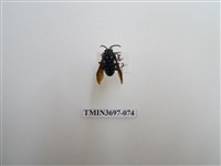 藏品(膜翅目(蜂))的圖片